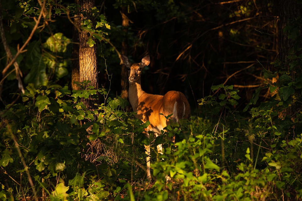 Pourquoi dormir avec les animaux au Zoo de Beauval est-il possible