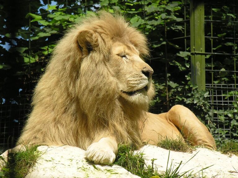 animaux varies au zoo de beauval
