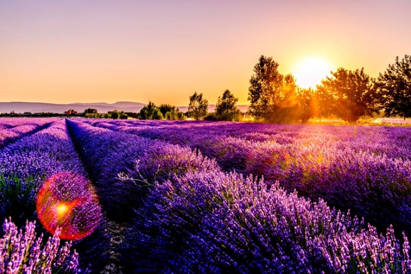 Quand est-ce que la lavande est en fleur en France