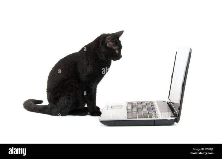 chat noir sur un ordinateur portable