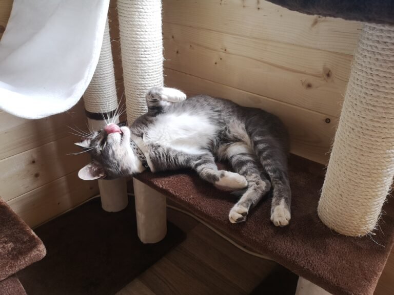 Pourquoi choisir une pension pour chats pour votre compagnon félin 18 chats jouant dans une pension accueillante