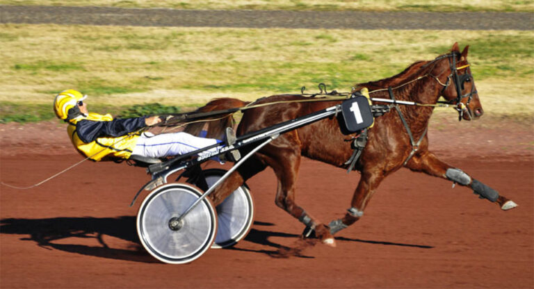 course de chevaux sur lhippodrome de marseille