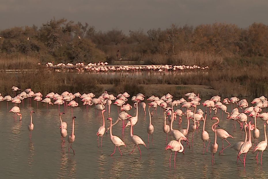 flamants roses dans la lagune de camargue