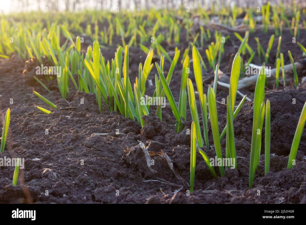 Comment réussir la plantation du blé Sainte Barbe facilement