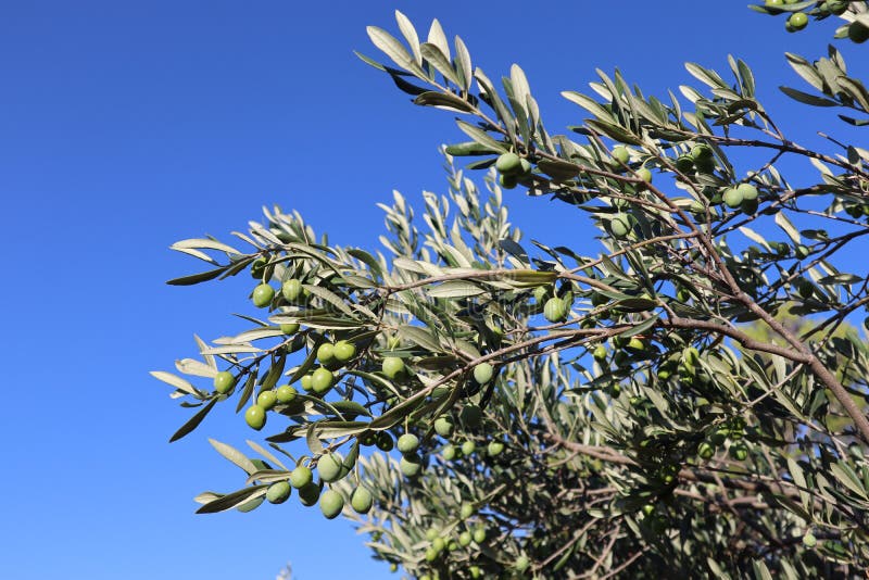 olives vertes sur un arbre ensoleille