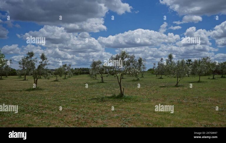 oliviers verdoyants sous le ciel bleu