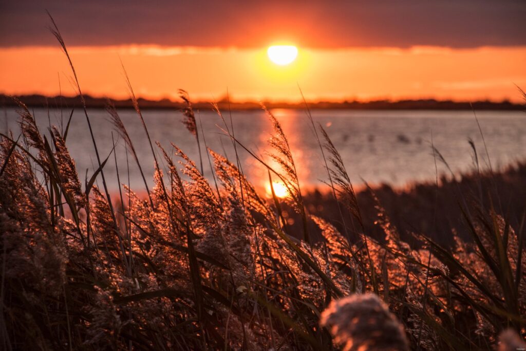 Que faire et voir à Petite Camargue près de Saint Chamas