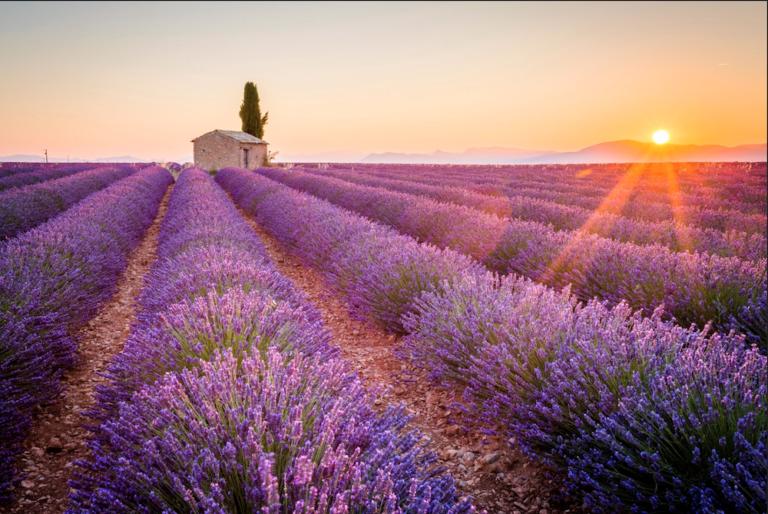 paysage provencal avec champs de lavande 1