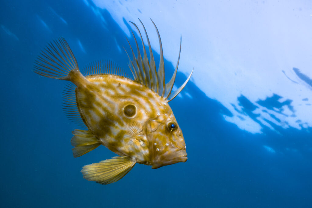 poisson saint pierre sur fond marin