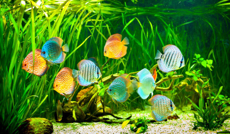 poissons colores dans un aquarium deau douce