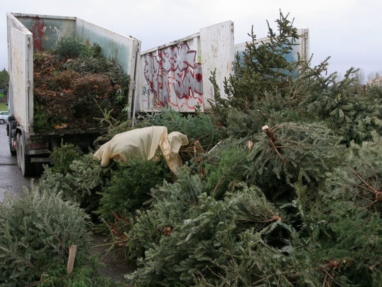 sapin de noel jete dans une dechetterie