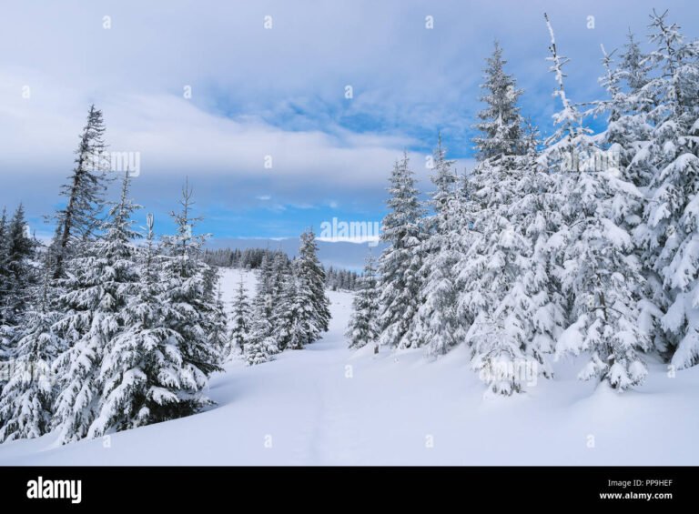 sentier enneige a travers les sapins