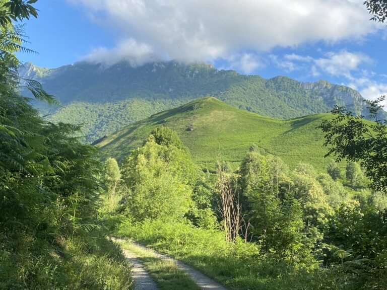 sentier verdoyant avec paysages montagneux