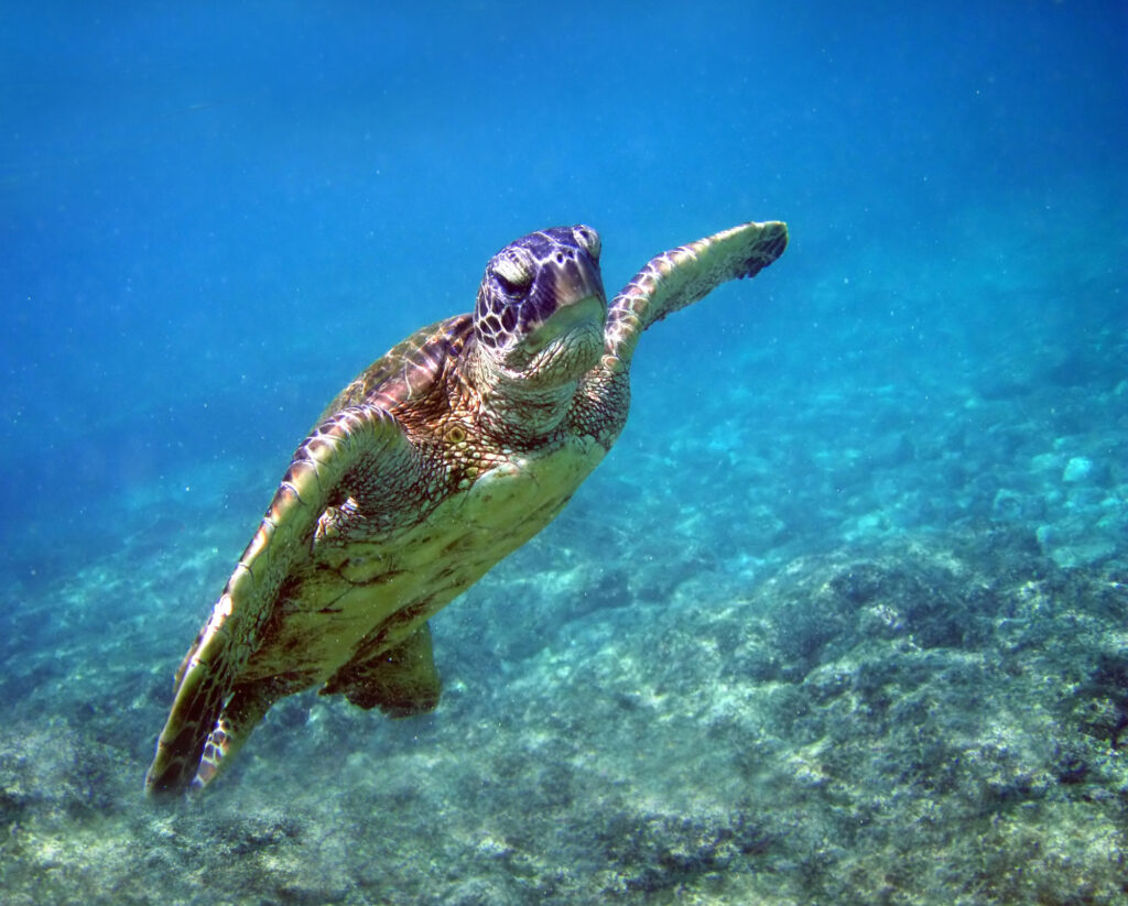 Comment fabriquer une plage idéale pour votre tortue d’eau