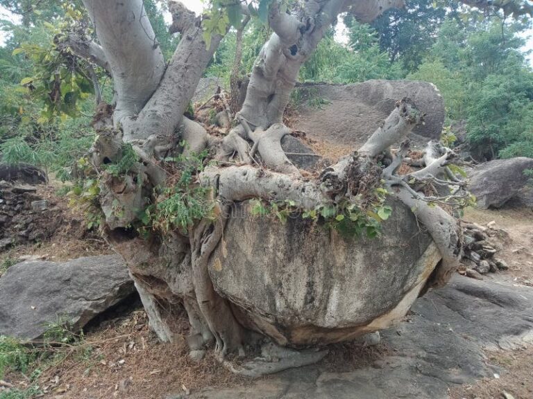 un arbre aux racines mobiles dans la nature