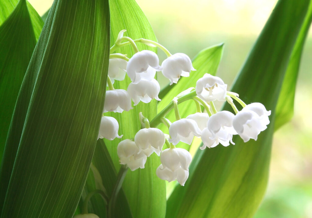 un bouquet de muguet en fleurs