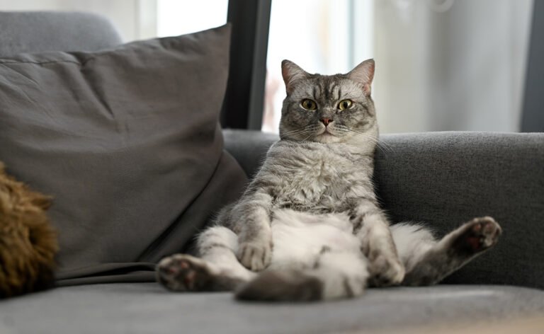 un chat dominant sur un fauteuil