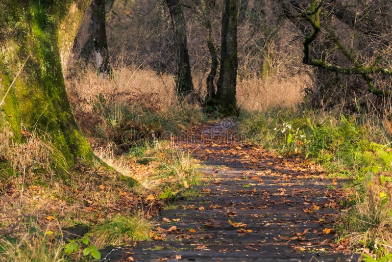 un chemin sinueux a travers la nature