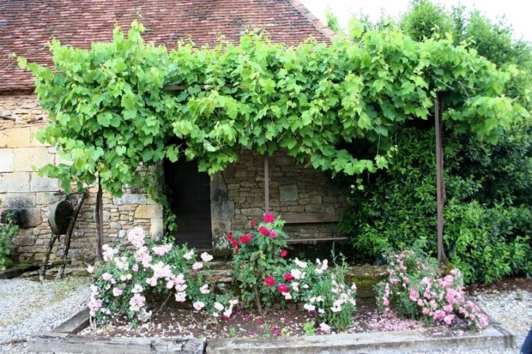 un figuier ombrageant une belle terrasse