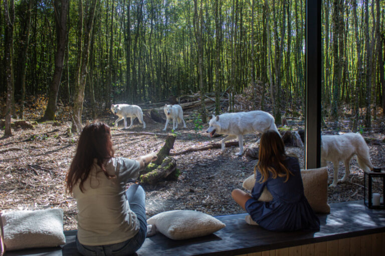 un groupe de personnes dormant pres des animaux