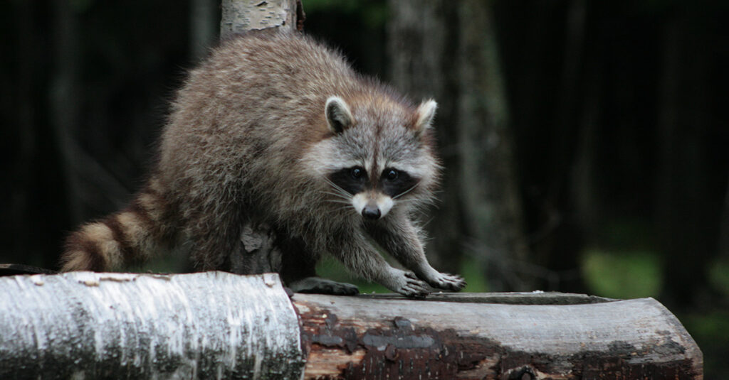 un raton laveur dans la foret