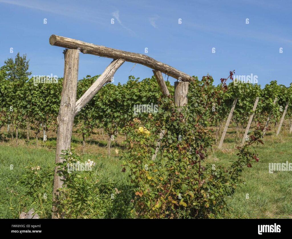 vignes verdoyantes sous un ciel bleu